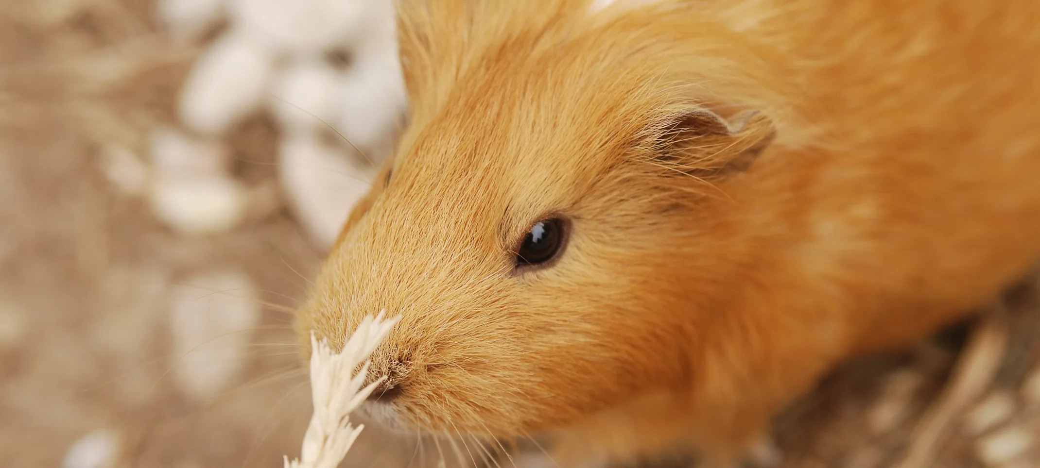 Guinea pig nibbling on wheat